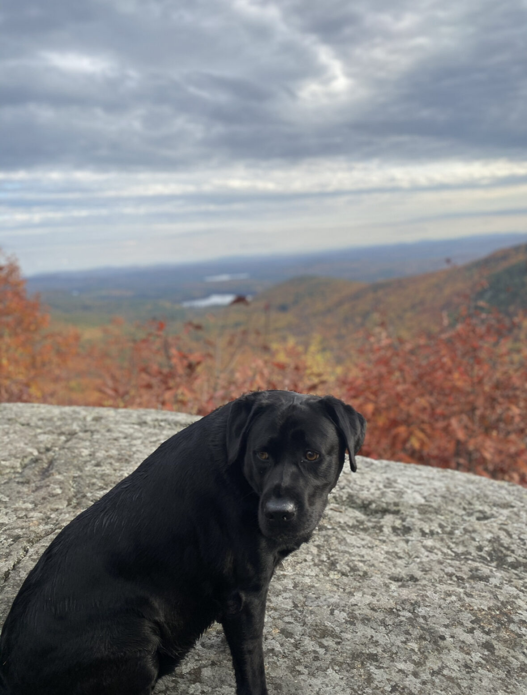 A black dog sits on a large rock with colorful autumn trees and rolling hills in the background under a cloudy sky, capturing the tranquil beauty often seen in Scott MacPhee's photography.
