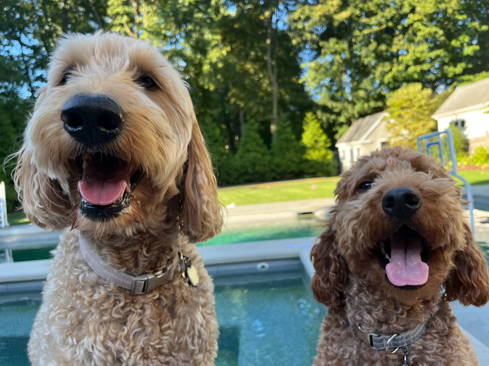 Two happy, curly-haired dogs with collars sit side by side by a pool, panting with their mouths open. Green trees and a house are visible in the sunny background.