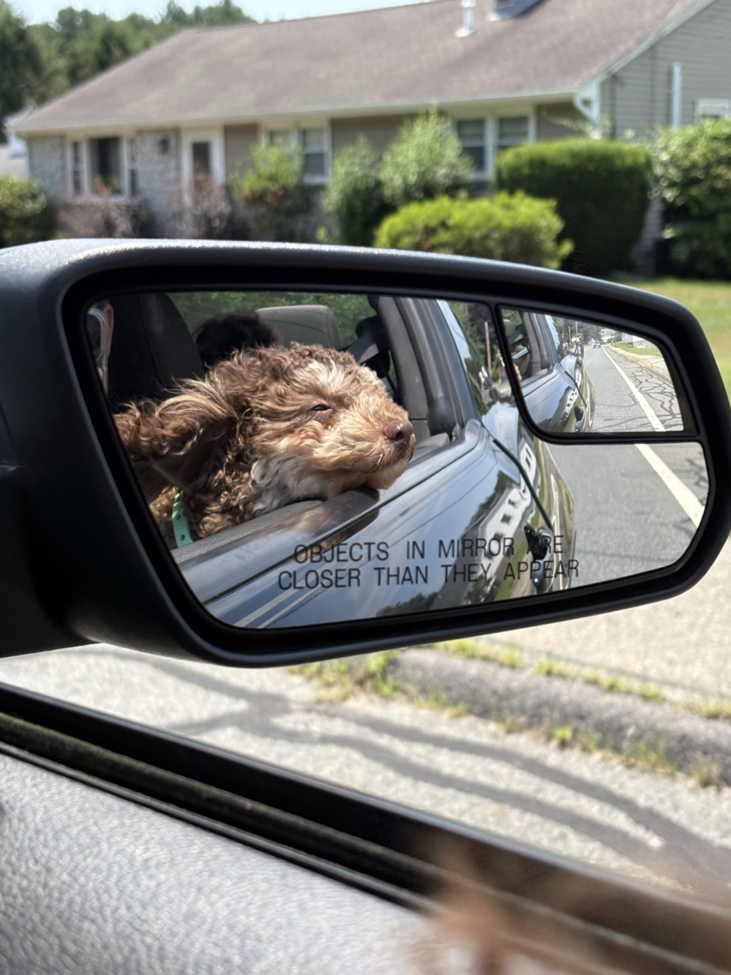 A brown, curly-haired dog enjoys the breeze with its head out the car window, captured in a side mirror reflection. The background shows a suburban house and greenery.